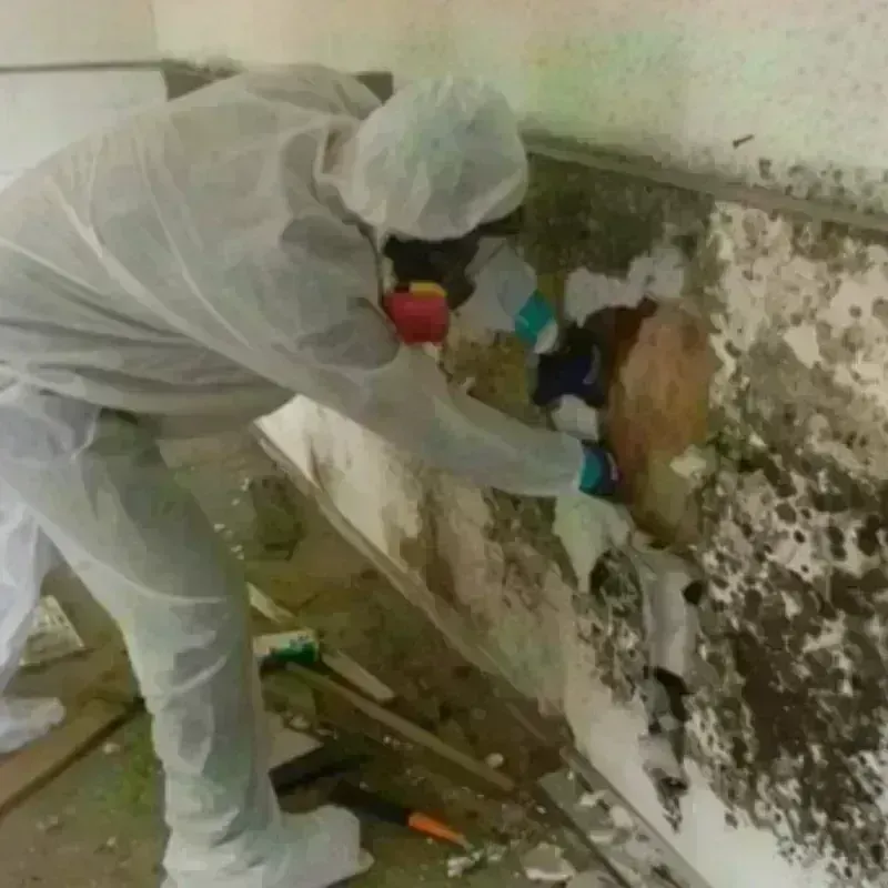 Mold Remediation and Removal in Shoreacres, TX